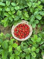 Strawberry in summer photo