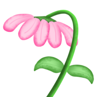 Pink daisy flower png