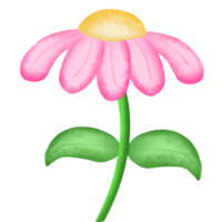 fleur de marguerite rose png