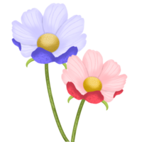 kosmos blomma 2 png