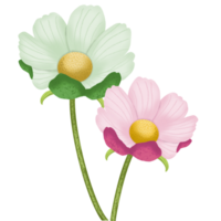 cosmos fleur 4 png