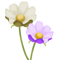 cosmos fleur 3 png