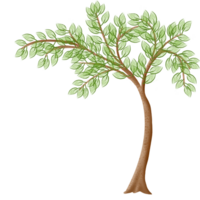 verano árbol verde png