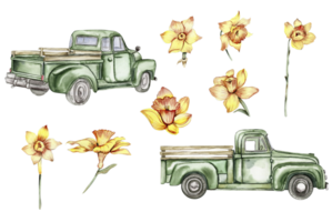 Green truck and yellow narsucuss flowers png