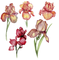 Iris flower set png