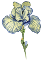 íris flor azul . png