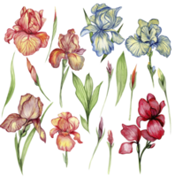 Iris flower set . png