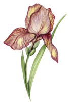 iris fleur rouge. png