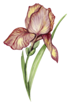 iris flor rojo. png