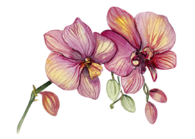 orkide gren blomma png