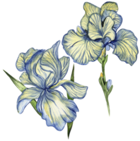 iris fleur bleu . png