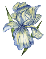 iris fleur bleu . png