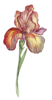 Iris flower red. png