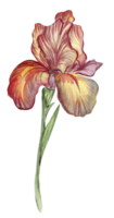 iris blomma röd. png