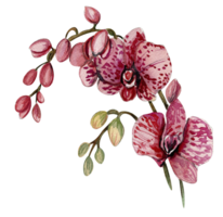 orchidée branche fleur png