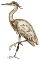 Watercolor hand drawn heron bird . png