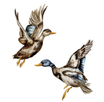 aquarelle main tiré canard oiseau . png