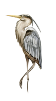 Watercolor hand drawn heron bird . png