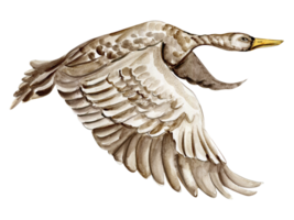 aquarelle main tiré cygne oiseau . png