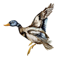 aquarelle main tiré canard oiseau . png