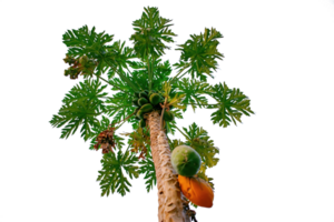 tropicale frutta albero con verde le foglie e arancia frutta png