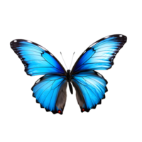 Beautiful color butterfly isolated on a transparent background png