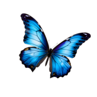 Beautiful color butterfly isolated on a transparent background png