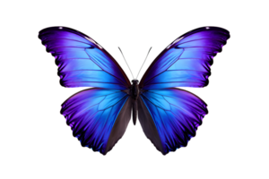 magnifique Couleur papillon isolé sur une transparent Contexte png