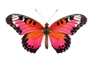 lindo cor borboleta isolado em uma transparente fundo png