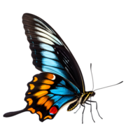 Beautiful color butterfly isolated on a transparent background png
