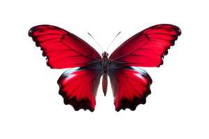 Beautiful color butterfly isolated on a transparent background png