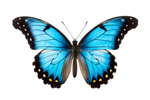 lindo cor borboleta isolado em uma transparente fundo png