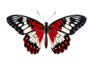 Beautiful color butterfly isolated on a transparent background png