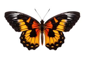 Beautiful color butterfly isolated on a transparent background png