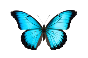 hermosa color mariposa aislado en un transparente antecedentes png