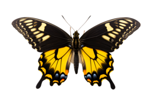 lindo cor borboleta isolado em uma transparente fundo png