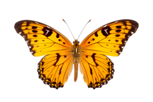 mooi kleur vlinder geïsoleerd Aan een transparant achtergrond png