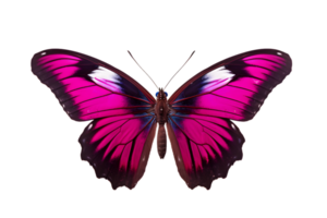 magnifique Couleur papillon isolé sur une transparent Contexte png