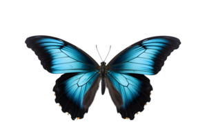 Beautiful color butterfly isolated on a transparent background png