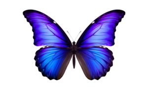 Beautiful color butterfly isolated on a transparent background png