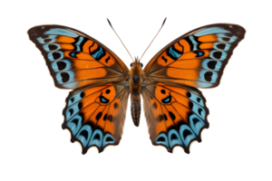 Beautiful color butterfly isolated on a transparent background png