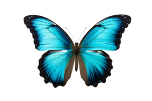 Beautiful color butterfly isolated on a transparent background png