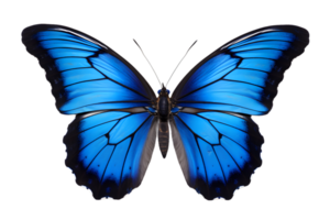 Beautiful color butterfly isolated on a transparent background png