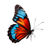 lindo cor borboleta isolado em uma transparente fundo png