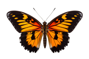 lindo cor borboleta isolado em uma transparente fundo png