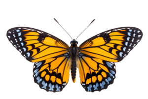 Beautiful color butterfly isolated on a transparent background png