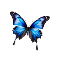 magnifique Couleur papillon isolé sur une transparent Contexte png