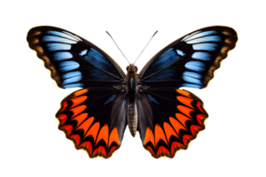 Beautiful color butterfly isolated on a transparent background png