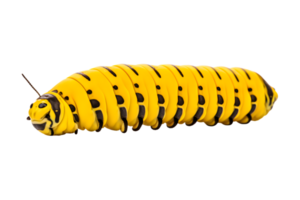 Swallowtail caterpillar isolated on a transparent background png