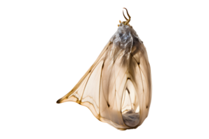 Butterfly cocoon hanging isolated on a transparent background png